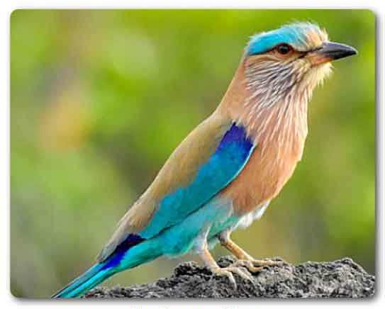  Chhattisgarh State bird, Indian roller, Coracias indica